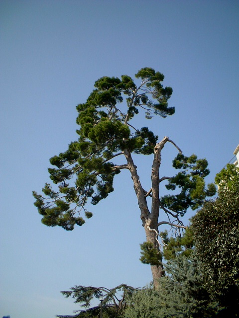Tronchi